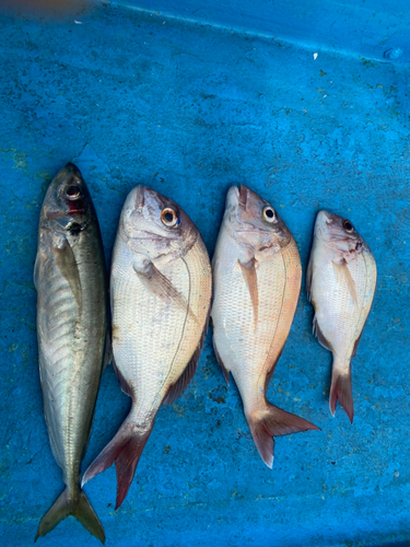 マダイの釣果