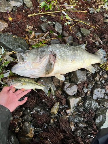 ブラックバスの釣果