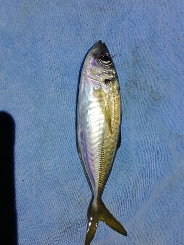 マアジの釣果