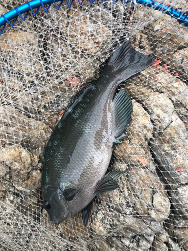 クチブトグレの釣果