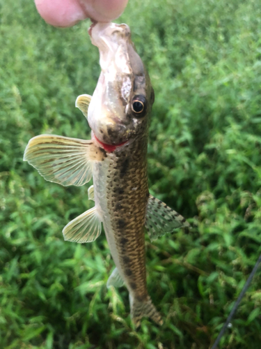 カマツカの釣果