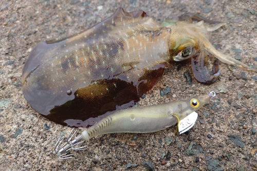 アオリイカの釣果