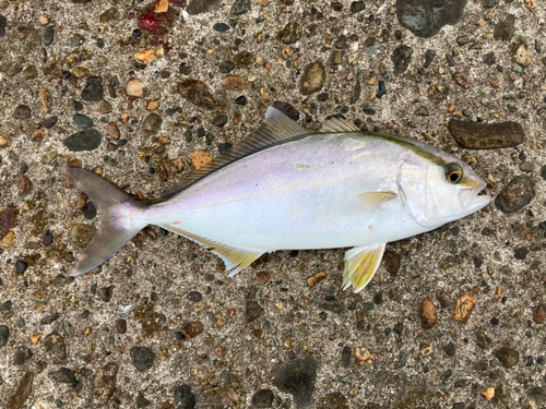 ショッコの釣果