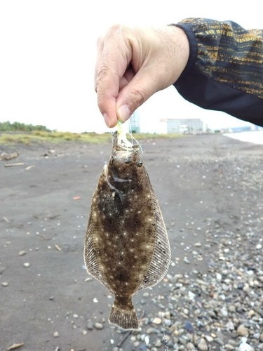 ソゲの釣果