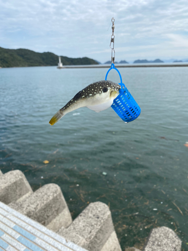 クサフグの釣果