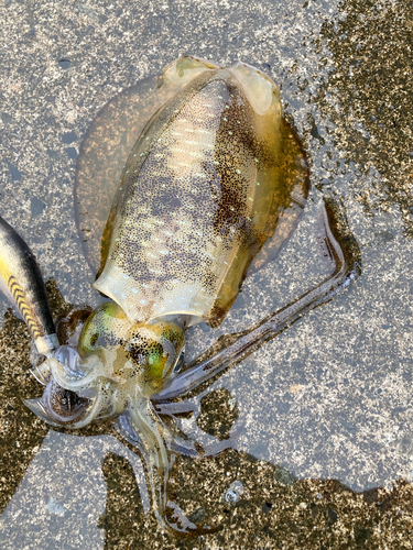 アオリイカの釣果