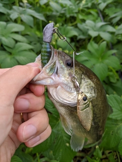 ラージマウスバスの釣果