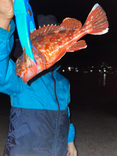 アラカブの釣果