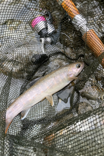 イワナの釣果