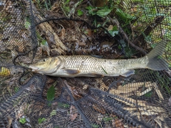 ニゴイの釣果