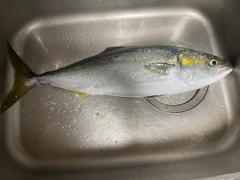 ハマチの釣果