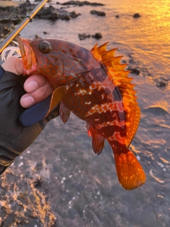 キジハタの釣果