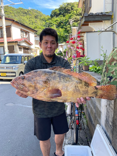 チャイロマルハタの釣果