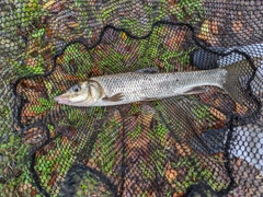 ニゴイの釣果