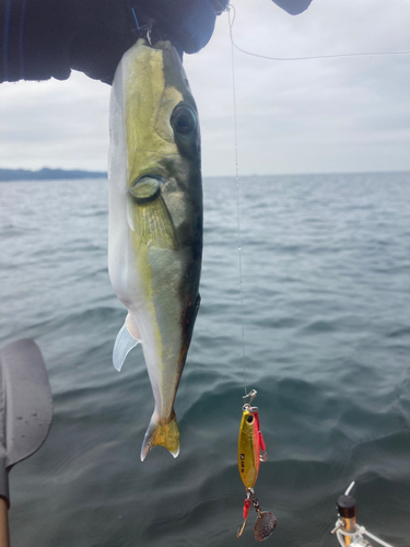 シロサバフグの釣果