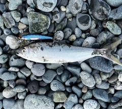 コノシロの釣果