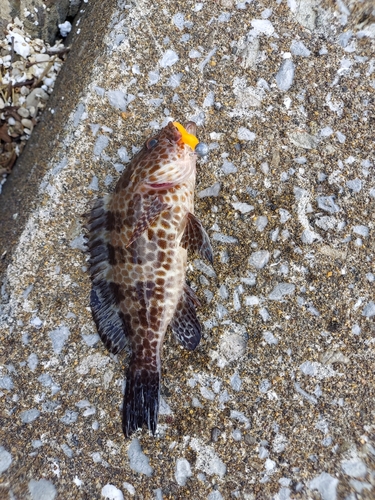 オオモンハタの釣果