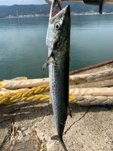 サゴシの釣果