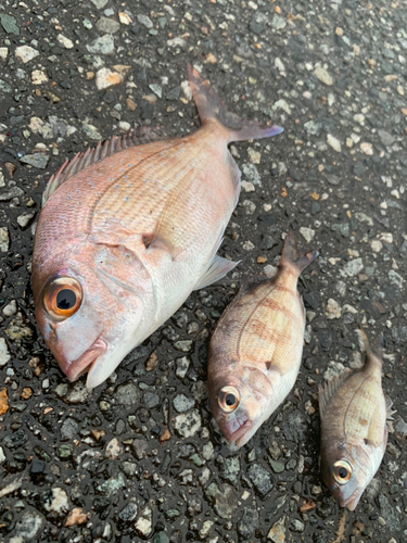 マダイの釣果