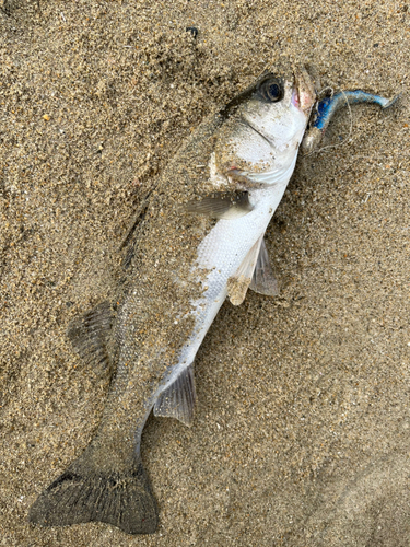 スズキの釣果