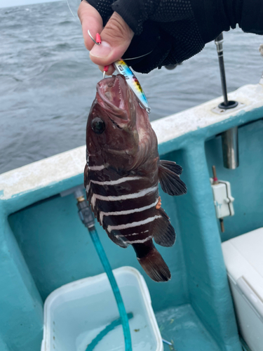 マハタの釣果