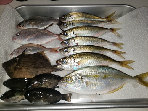 アジの釣果