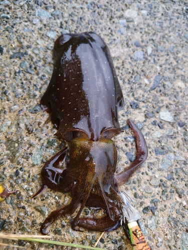 アオリイカの釣果