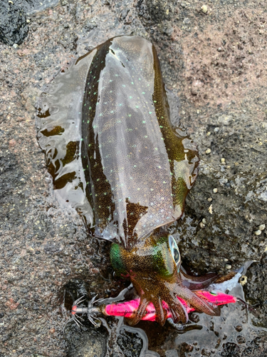 アオリイカの釣果