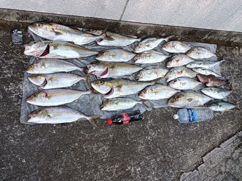 カンパチの釣果