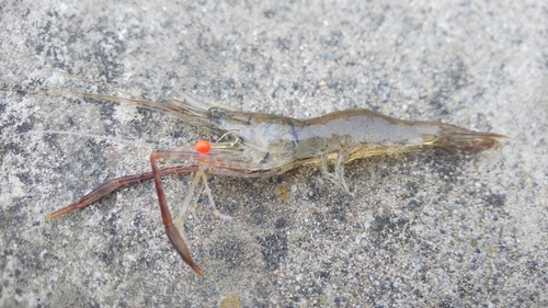 テナガエビの釣果