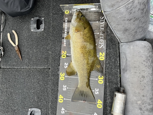 スモールマウスバスの釣果