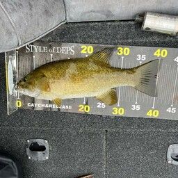 スモールマウスバス