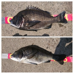 チヌの釣果