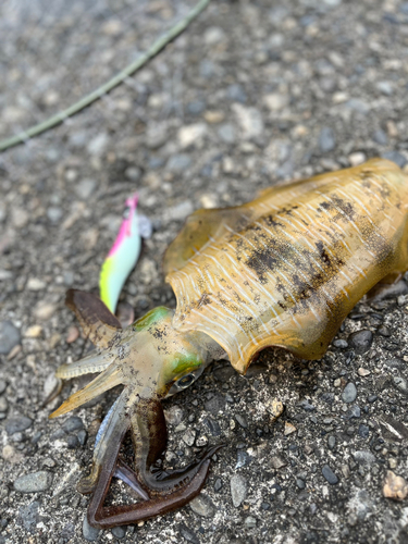 アオリイカの釣果