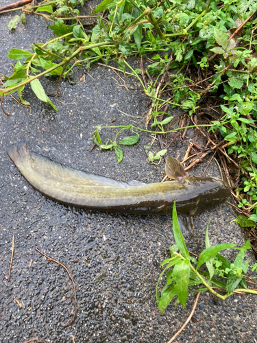 ナマズの釣果