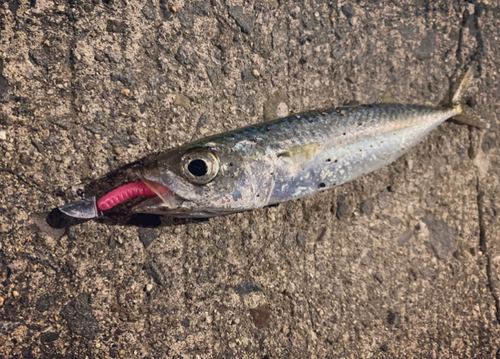 サバの釣果