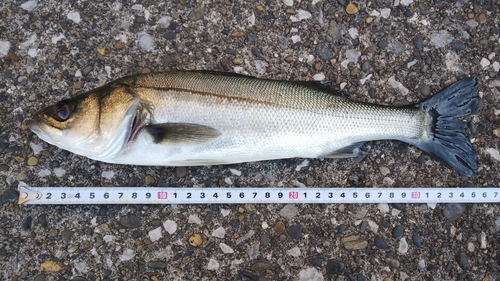 シーバスの釣果