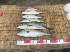 タイの釣果