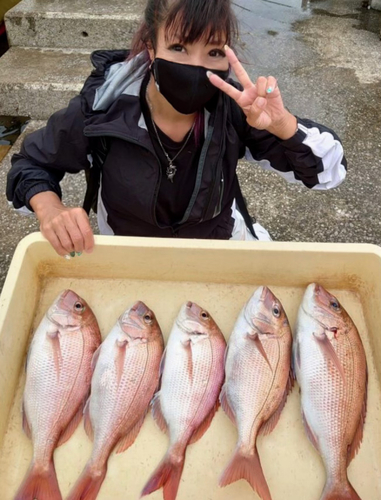 マダイの釣果