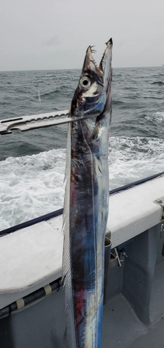 タチウオの釣果