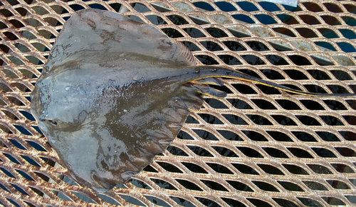 アカエイの釣果