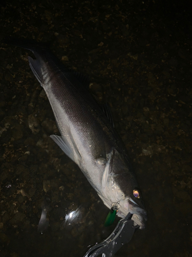 マルスズキの釣果