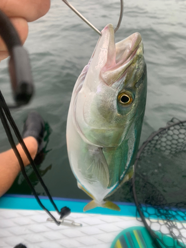 イナダの釣果