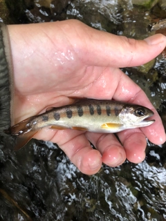 ヤマメの釣果