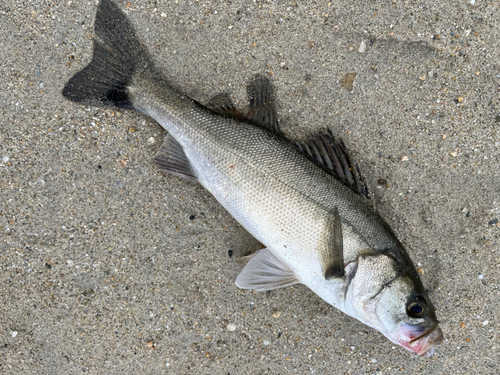 スズキの釣果