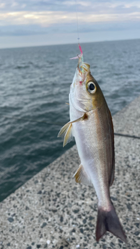 イサキの釣果