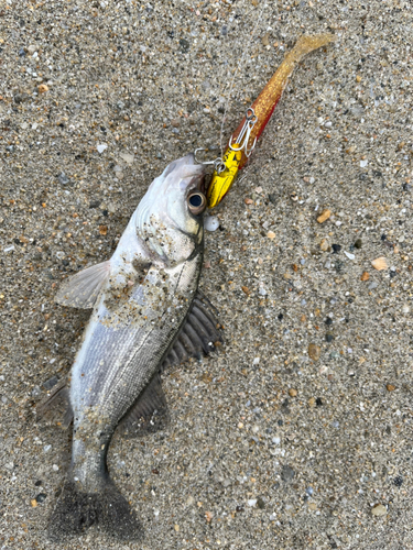 スズキの釣果