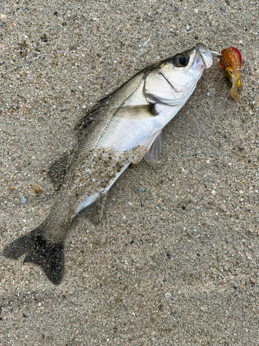 スズキの釣果