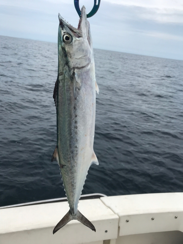 サゴシの釣果