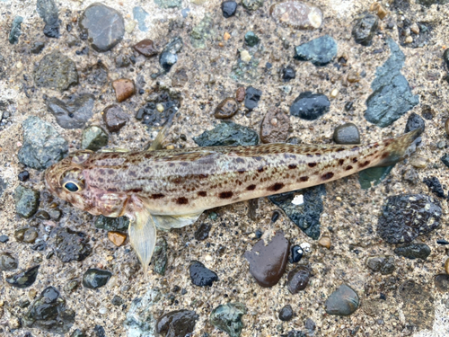 ハゼの釣果